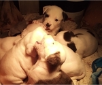 Small Photo #89 American Pit Bull Terrier-Labrador Retriever Mix Puppy For Sale in MOORESBORO, NC, USA