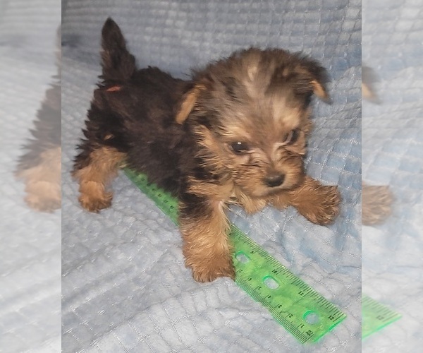 Medium Photo #40 Yorkshire Terrier Puppy For Sale in AKRON, OH, USA
