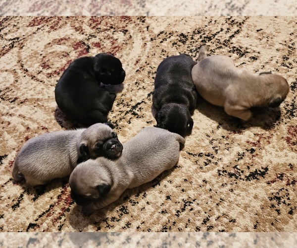 Medium Photo #1 Chug Puppy For Sale in MARTINSVILLE, IN, USA