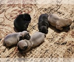 Small Photo #1 Chug Puppy For Sale in MARTINSVILLE, IN, USA