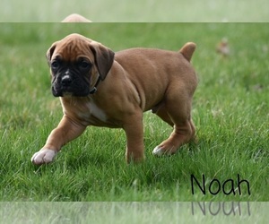Boxer Puppy for sale in SHIPSHEWANA, IN, USA
