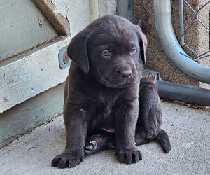 Medium Labrador Retriever
