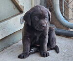 Puppy Puppy 2 Labrador Retriever