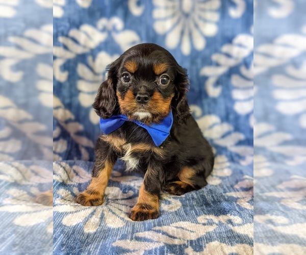 Medium Photo #5 Cavalier King Charles Spaniel Puppy For Sale in NOTTINGHAM, PA, USA