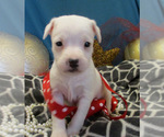 Small Photo #4 Jack Russell Terrier Puppy For Sale in FOYIL, OK, USA