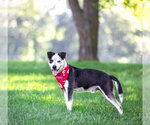 Small #1 Mutt