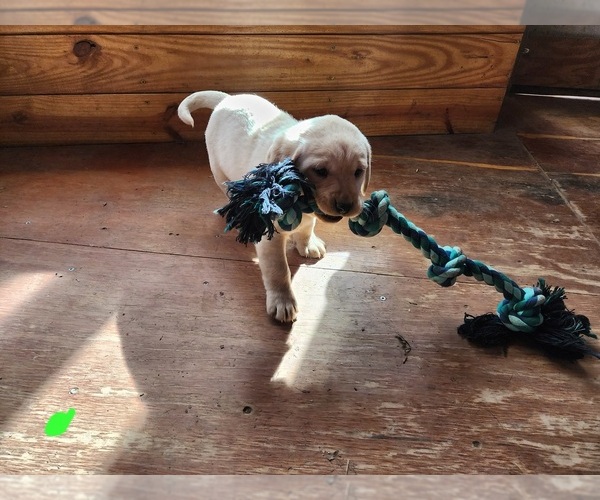 Medium Photo #1 Labrador Retriever Puppy For Sale in LAFAYETTE, TN, USA