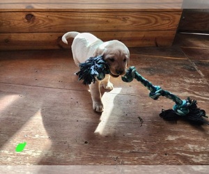 Medium Labrador Retriever