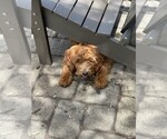 Small #1 Goldendoodle (Miniature)