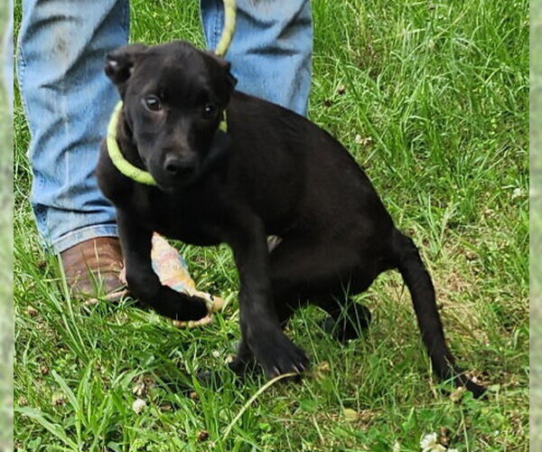 Medium Photo #2 Catahoula Leopard Dog-Labrador Retriever Mix Puppy For Sale in Wetumpka, AL, USA