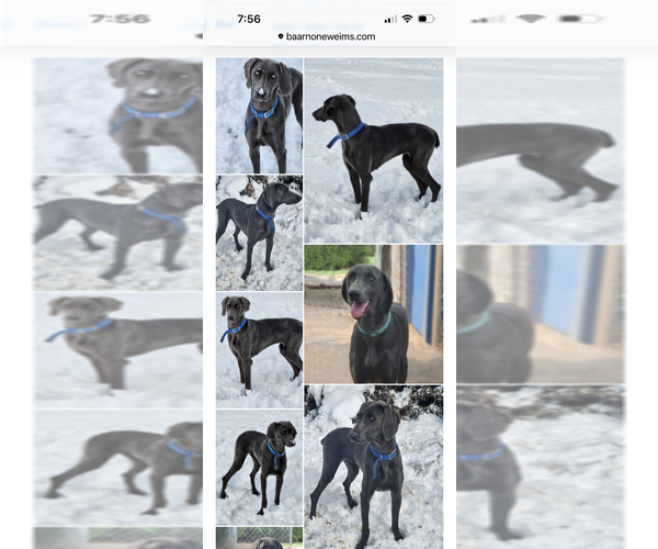 Medium Photo #1 Weimaraner Puppy For Sale in JOES, CO, USA