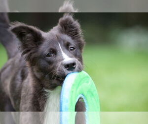 Carolina Dog Dogs for adoption in Highland, IL, USA