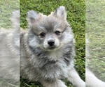 Small #10 Pomsky