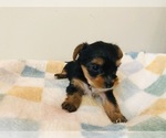 Puppy Puppy 5 Yorkshire Terrier