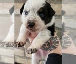 Small Photo #1 Miniature Australian Shepherd Puppy For Sale in MILTON, WI, USA