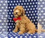 Small Photo #7 Goldendoodle (Miniature) Puppy For Sale in RISING SUN, MD, USA