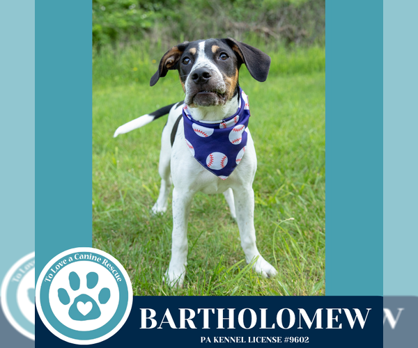 Medium Photo #17 Beagle-Unknown Mix Puppy For Sale in Kimberton, PA, USA