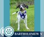 Small #16 Beagle Mix