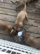 Small Photo #2 Mastiff Puppy For Sale in COPPERAS COVE, TX, USA