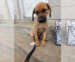 Small #3 Mutt