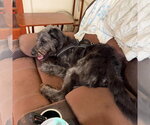 Small #2 Poodle (Standard) Mix