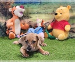 Small #1 Catahoula Leopard Dog