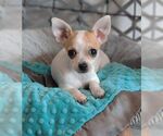 Small #6 Chihuahua Mix