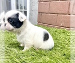 Small Photo #80 French Bulldog Puppy For Sale in CHICAGO, IL, USA