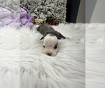 Small #8 Olde English Bulldogge