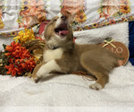 Small Photo #5 Miniature American Shepherd Puppy For Sale in PLANT CITY, FL, USA