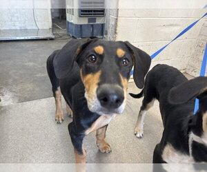 Doberman Pinscher-Unknown Mix Dogs for adoption in San Bernardino, CA, USA