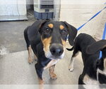Small Doberman Pinscher Mix