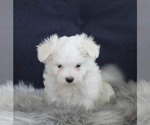 Maltese Puppy for sale in FREDERICKSBURG, OH, USA