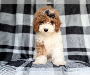 Cockapoo (Miniature) Puppy for sale in LAKELAND, FL, USA