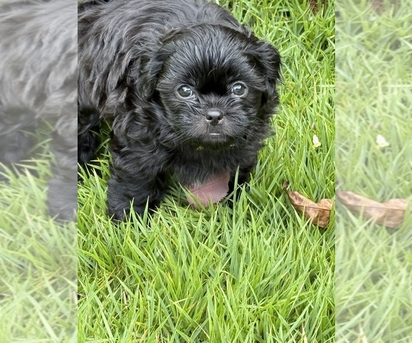 Medium Photo #4 Shih Tzu Puppy For Sale in CUMMING, GA, USA