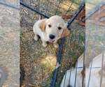 Small Photo #16 Golden Retriever Puppy For Sale in YUCAIPA, CA, USA