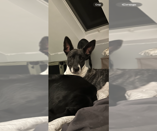 Medium Photo #17 Labrador Retriever-Unknown Mix Puppy For Sale in Brewster, NY, USA