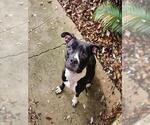 Small American Staffordshire Terrier