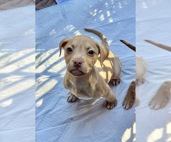 Medium Photo #7 Mutt Puppy For Sale in Mooresville, NC, USA