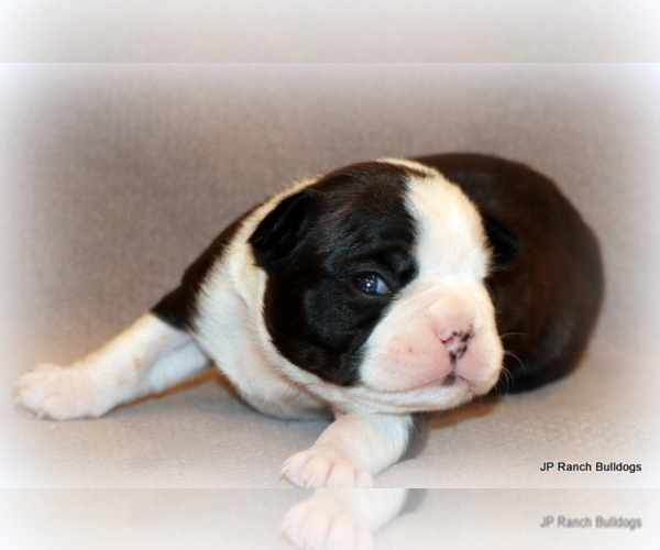 Medium Photo #14 Boston Terrier Puppy For Sale in WINNSBORO, TX, USA