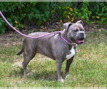 Small #1 American Pit Bull Terrier