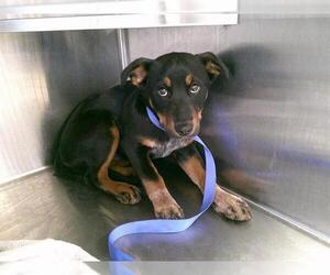 Rottweiler Mix Dog for Adoption in Chula Vista, California USA