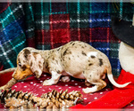 Small Photo #11 Dachshund Puppy For Sale in WAKARUSA, IN, USA