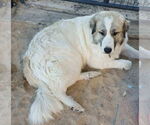 Small #9 Anatolian Shepherd-Great Pyrenees Mix
