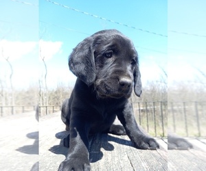 Golden Labrador Puppy for sale in DUNDEE, NY, USA