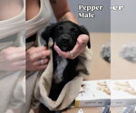 Small Labrador Retriever Mix