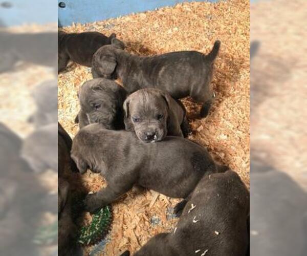 Medium Photo #3 Cane Corso Puppy For Sale in CITY INDUSTRY, CA, USA