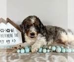 Small #1 Miniature Bernedoodle-Poodle (Miniature) Mix