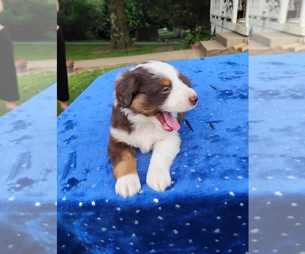 Medium Photo #4 Miniature American Shepherd Puppy For Sale in MONTGOMERY CITY, MO, USA