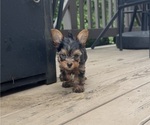 Small #12 Yorkshire Terrier